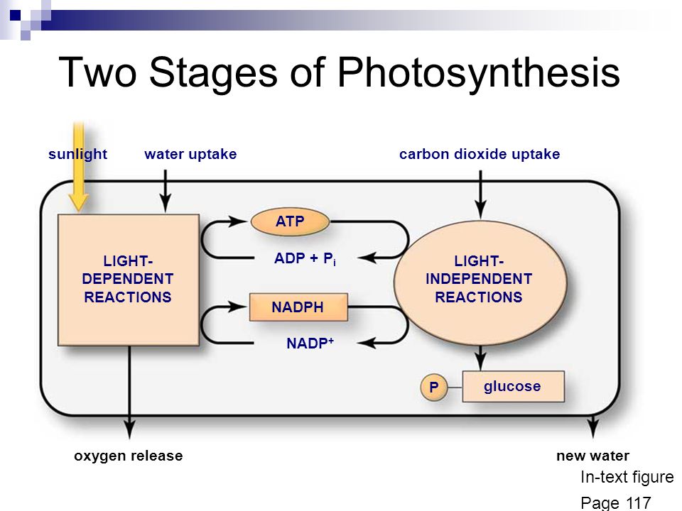 What Are the Stages of Photosynthesis?